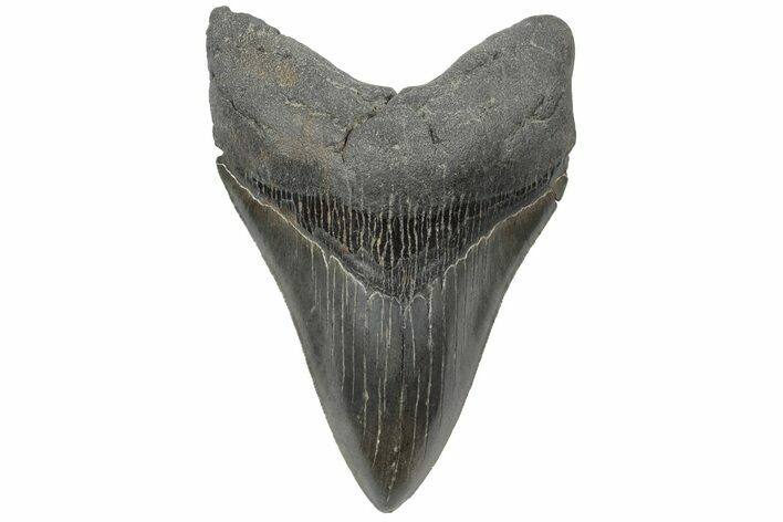 Serrated, 5.07" Fossil Megalodon Tooth - South Carolina